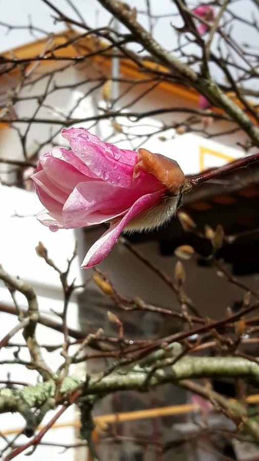 Magnolias Cottage Луса Экстерьер фото